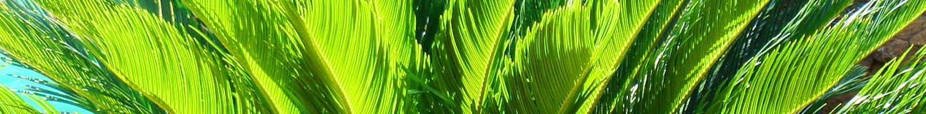 Coast Palms & Cycads Aloe- Bush Baby Yellow