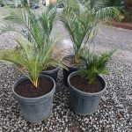 Macrozamia communis (Burrawang) 15 litre grade Sept 2024