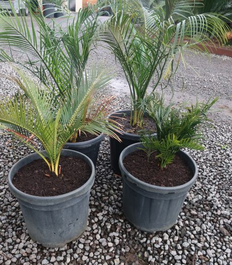 Macrozamia communis (Burrawang) 15 litre grade Sept 2024