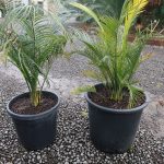 Macrozamia communis (Burrawang) 15 litre grade (left) comparison with 30 litre grade (right) Sept 2024