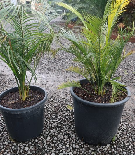 Macrozamia communis (Burrawang) 15 litre grade (left) comparison with 30 litre grade (right) Sept 2024