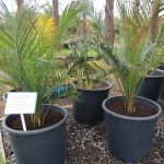 Macrozamia communis (Burrawang) 30 litre grade Sept 2024