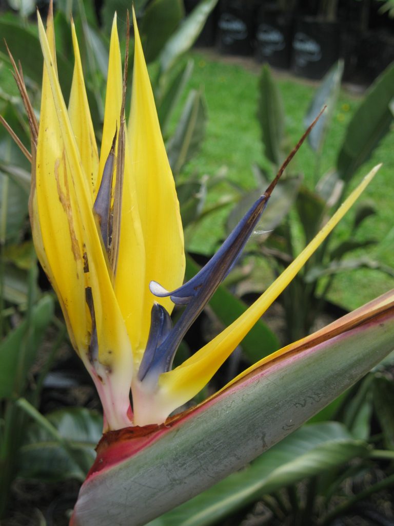 Strelitzia reginae 2