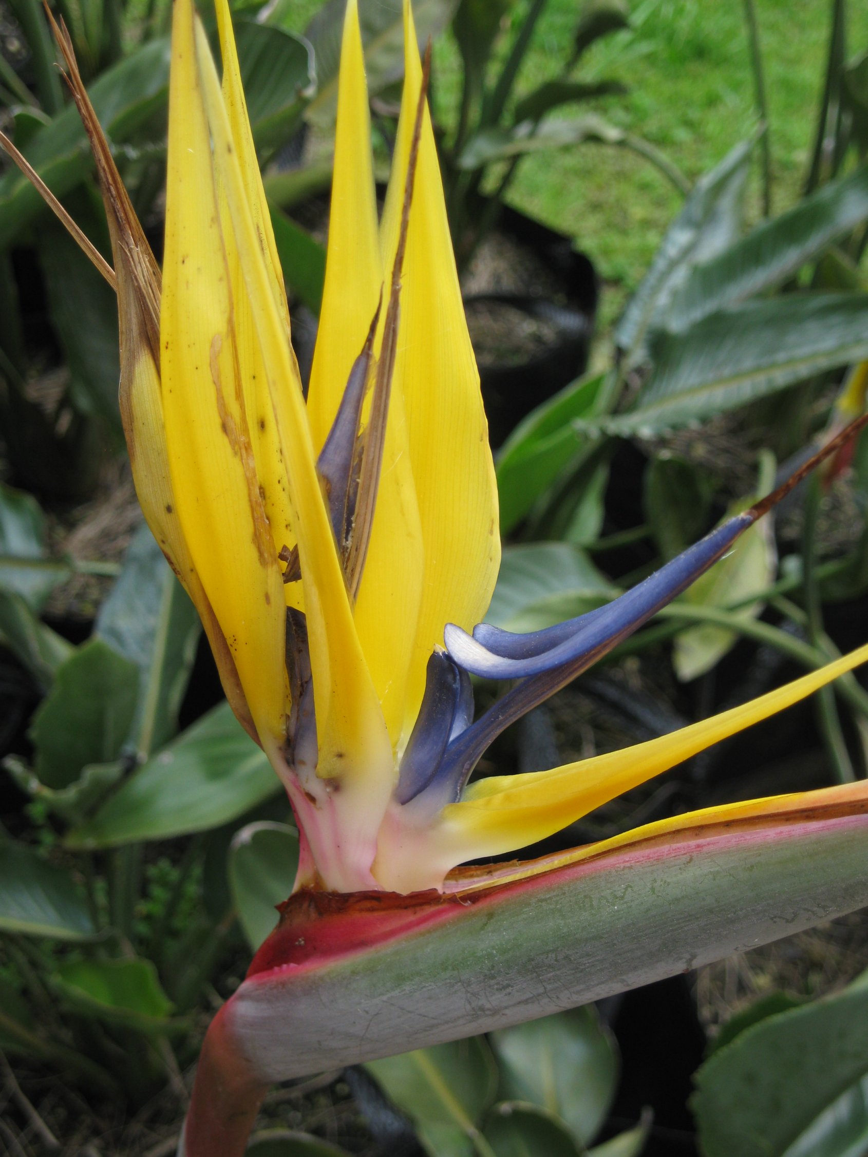 Strelitzia reginae 3 - Coast Palms & Cycads