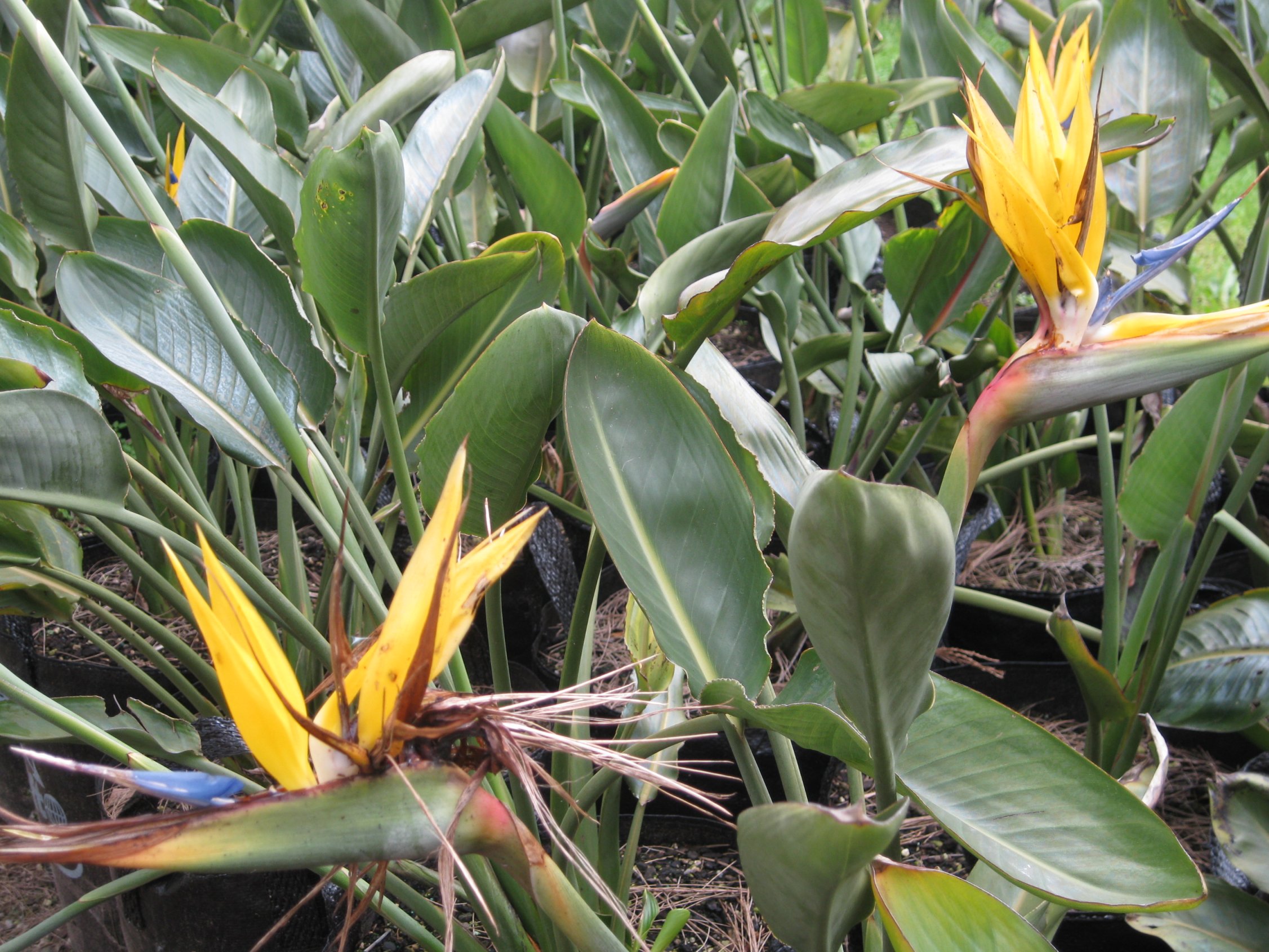 strelitzia apus figure