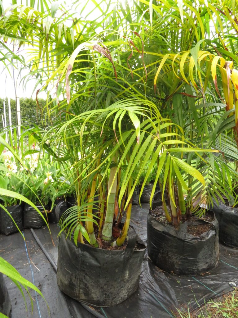 Sugar Cane - Dypsis baronii - Coast Palms & Cycads