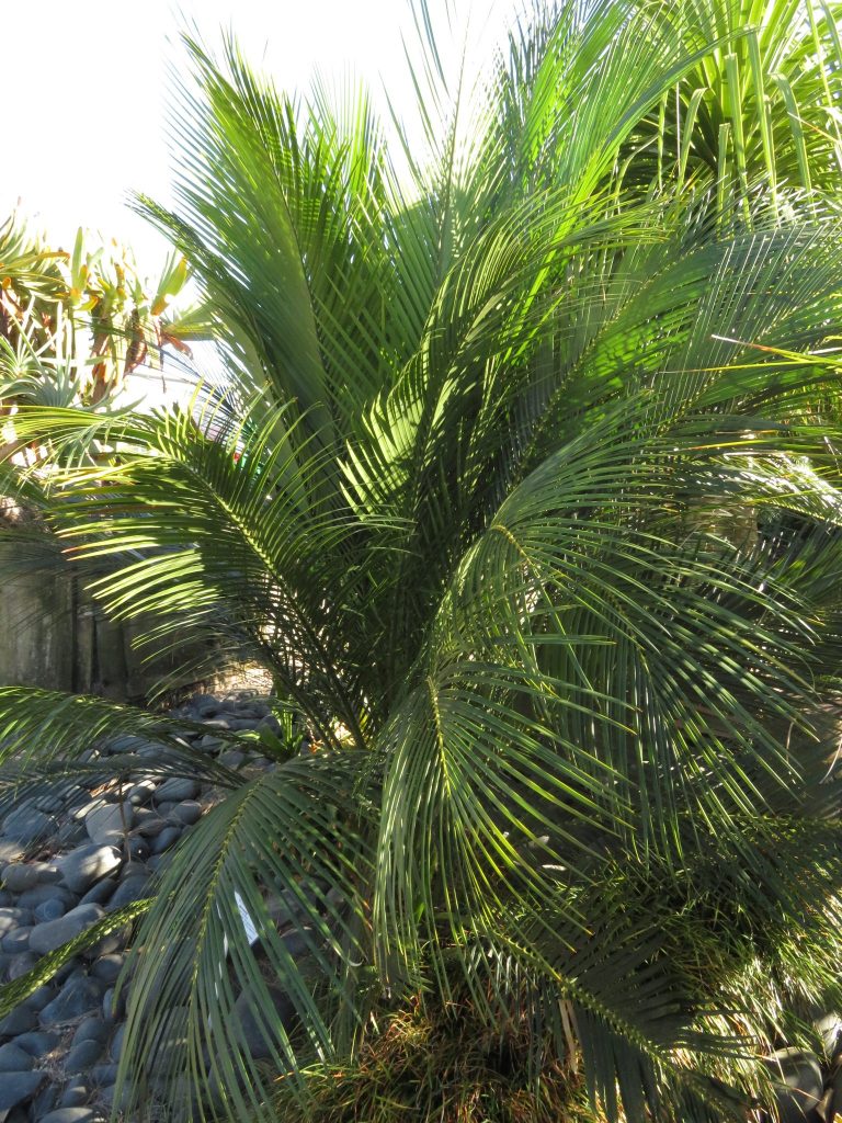 Burrawang - Macrozamia communis - Coast Palms & Cycads