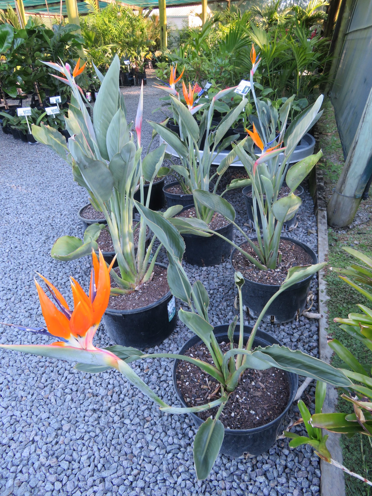 Bird of Paradise- Regular - Strelitzia reginae - Coast Palms & Cycads