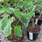 Colocasia fallax miniature Elephants Ear 2.5 litre pot