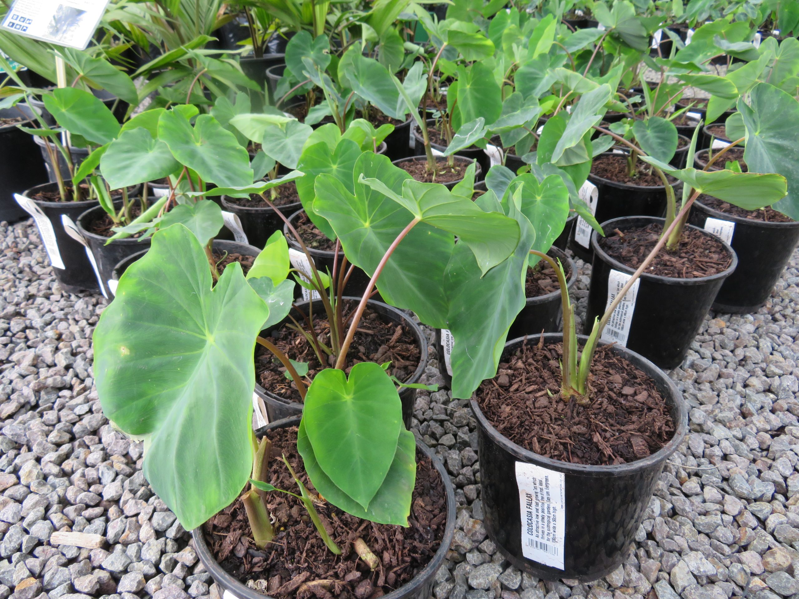 Colocasia fallax Miniature Elephant Ear - Colocasia fallax - Coast 