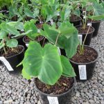 Colocasia fallax miniature Elephants Ear 2.5 litre pot