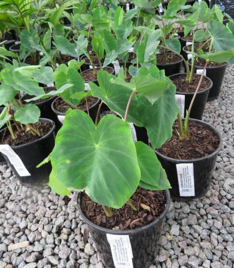 Colocasia fallax miniature Elephants Ear 2.5 litre pot