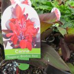 Canna 'Tropical Bronze/ Red