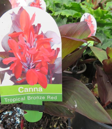 Canna 'Tropical Bronze/ Red" 2.5 litre pot