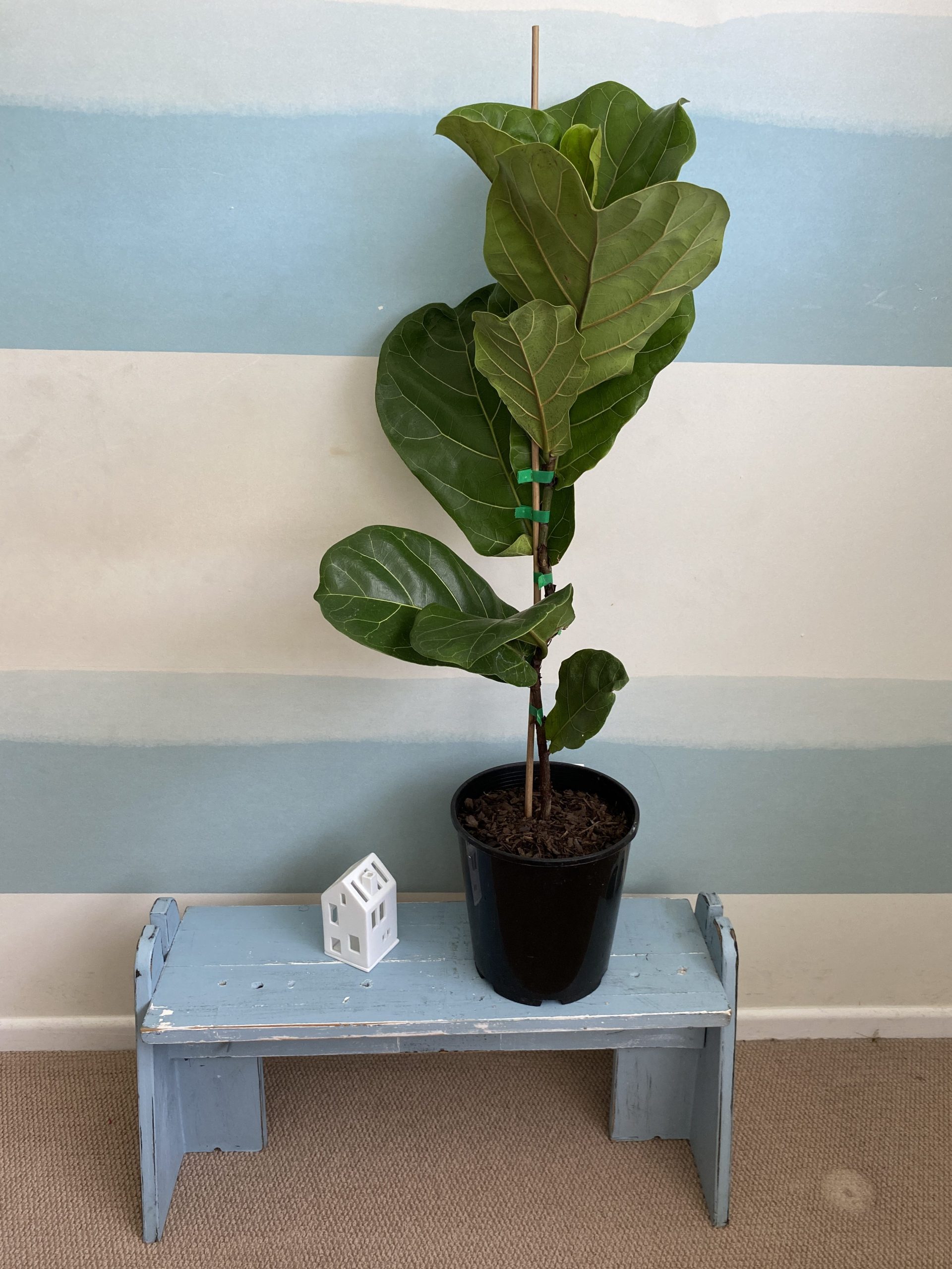 Fiddle Leaf Fig - Ficus lyrata - Coast Palms & Cycads