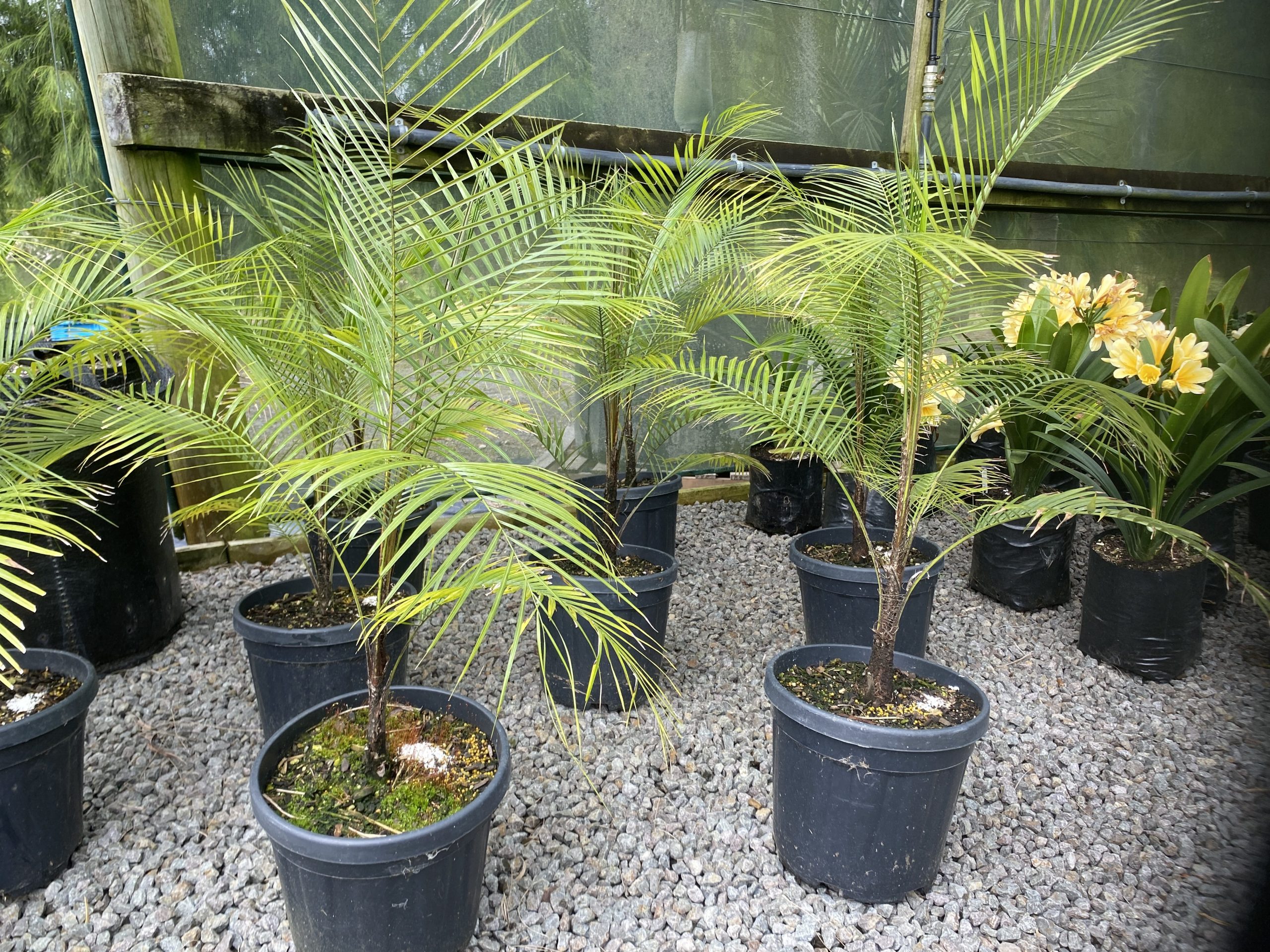 Wedding/Weddell's - Syagrus weddelliana - Coast Palms & Cycads