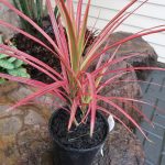 Dracaena marginata 'Colorama' Feb 2023