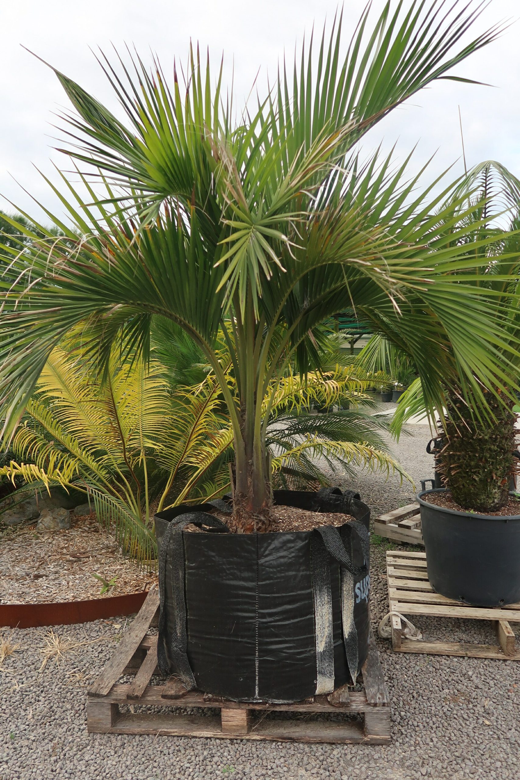 Sentry - Howea belmoreana - Coast Palms & Cycads