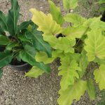 Philo 'Gold Bullion' leaf colour contrast with Philodendron 'Xanadu' March 2023March 2023