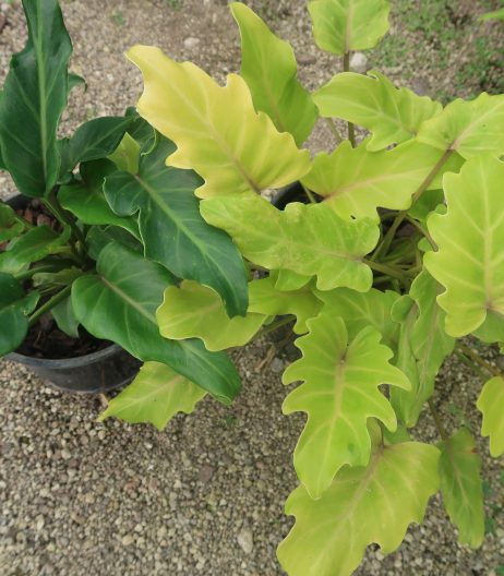 Philo 'Gold Bullion' leaf colour contrast with Philodendron 'Xanadu' March 2023March 2023