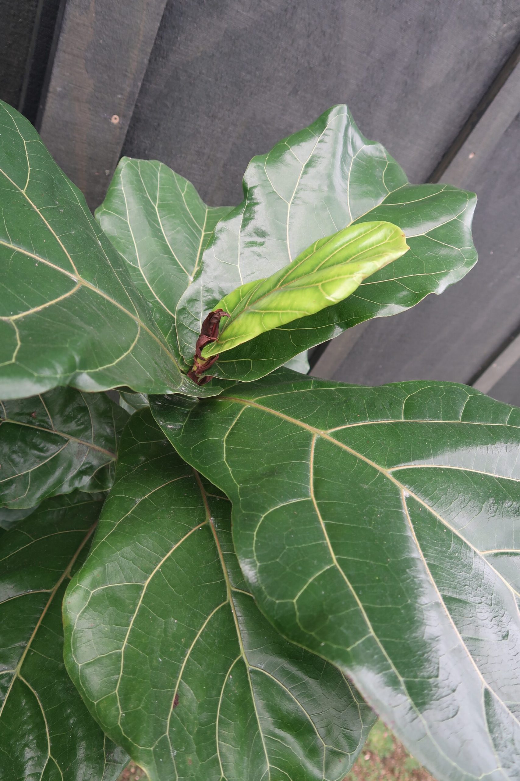 Fiddle Leaf Fig - Ficus lyrata - Coast Palms & Cycads