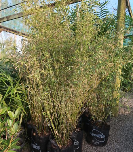 Bamboo Wang Tsai Sept 2024 17 litre