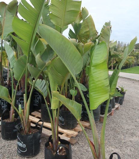 17 litre grade Giant Bird of Paradise Sept 13 2024