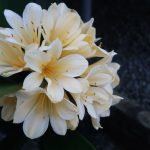 Clivia 'Moonglow' September 2024