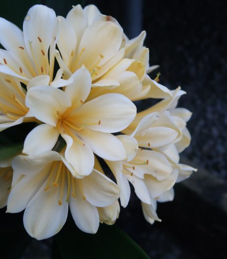 Clivia 'Moonglow' September 2024