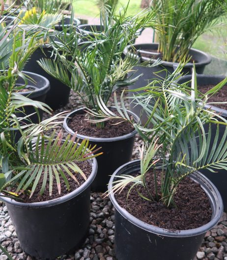 Macrozamia communis (Burrawang) 8 litre grade Sept 2024