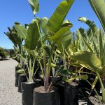 120cm PB60 (35 litre) Giant Bird of Paradise Nov 2024