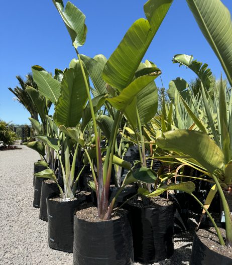 120cm PB60 (35 litre) Giant Bird of Paradise Nov 2024