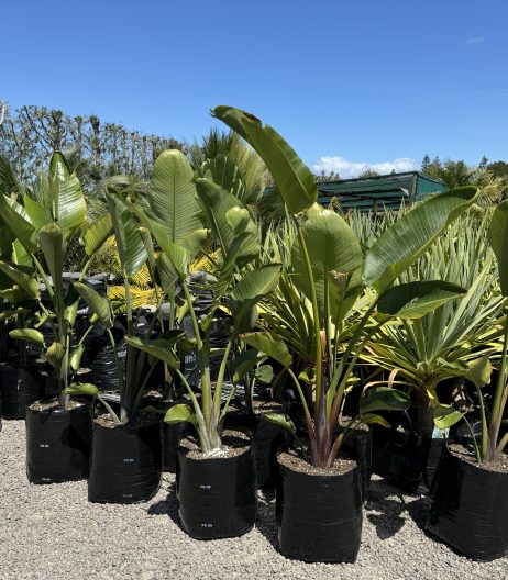 120cm PB60 (35 litre) Giant Bird of Paradise Nov 2024