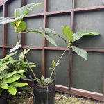 35 litre New Guinea Fig