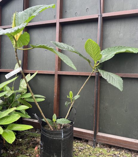 35 litre New Guinea Fig