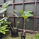 35 litre New Guinea Fig beside 7 litre pot New Guinea Fig