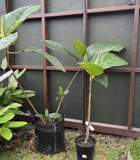 35 litre New Guinea Fig beside 7 litre pot New Guinea Fig